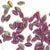 www.colourstreams.com.au Colour Streams Sequins Embellishments Costumes Mardi Gras Dancing Ballet Theatre Shows Drag Queen Bling Sequins Embossed Textured Leaf Shape Iridescent Reflection Shiny Sparkly Mauve with Green Lights S210 10mm 5mm