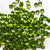  www.colourstreams.com.au Colour Streams Sequins Embellishments Stitching Embroidery Costumes Mardi Gras Dancing Ballet Theatre Shows Drag Queen Bling Reflective Australia USA Canada NZ Embellishment Stitching Costumes Costuming Sequin Sequins Square 4mm Green S275